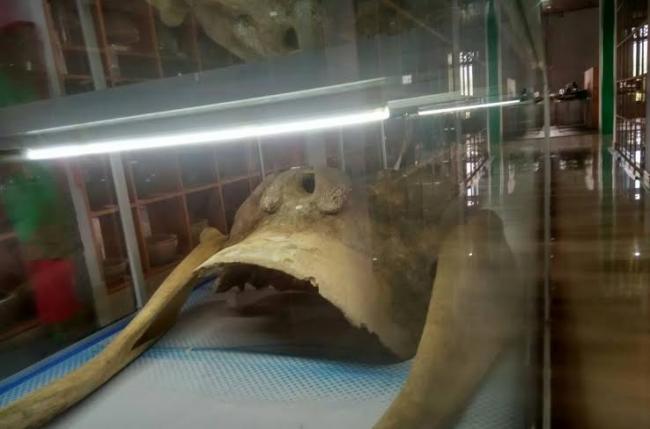 Museum di Lingga Simpan 3 Kerangka Gajah Mina